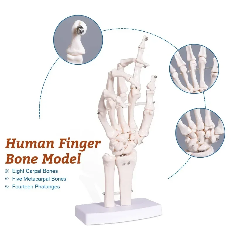 Medical Hand Skeleton Joint Model Human Finger Hand Bone Statues Anatomical Skeleton Figurine House Decoration Desk Accessories