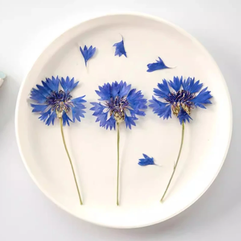 12 pièces, branches de bleuet séchées, fleurs pressées réelles, marque-page pour bricolage, décoration de cadre photo, art facial, embellissement floral