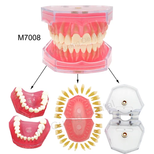 Imagen 2 del producto Modelo Dental para entrenamiento de odontología, práctica para estudiar dientes Typodont, estándar Dental con modelos de dientes extraíbles, dentista