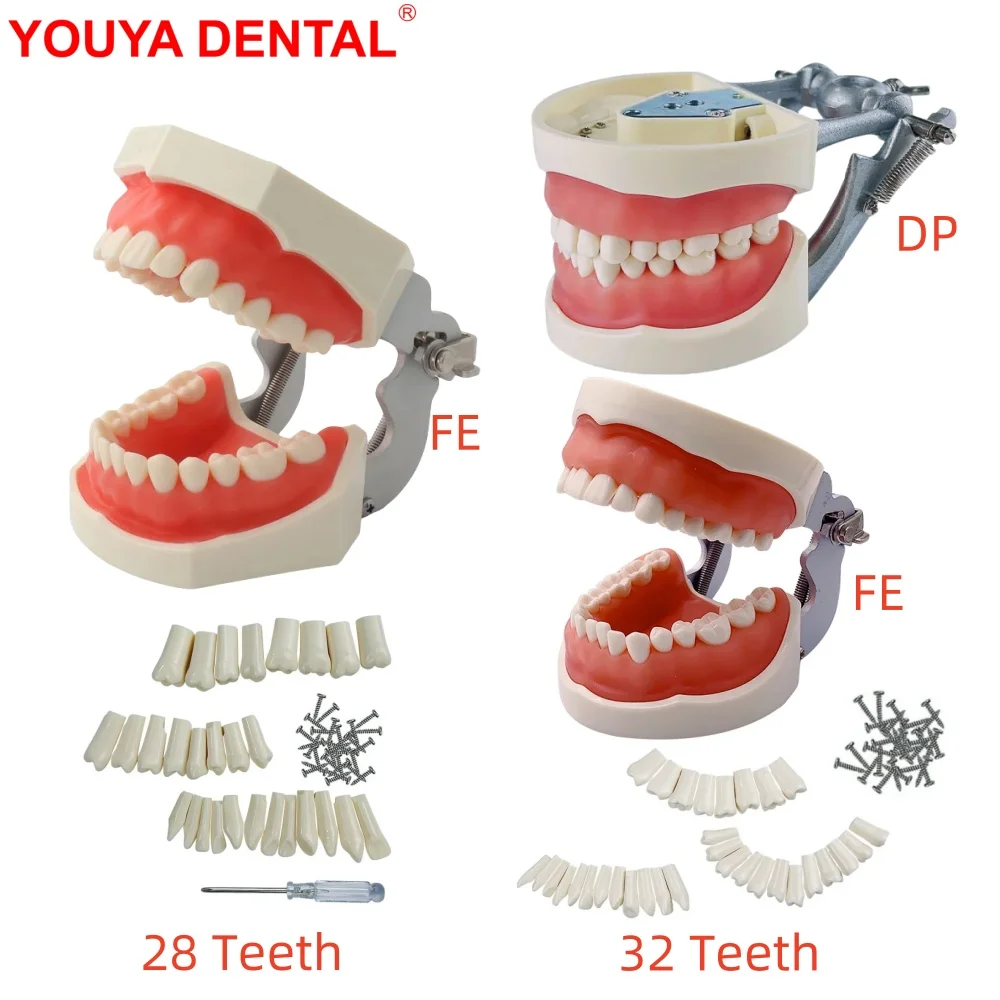 28/32 Teeth Model For Dental Technician Practice Training Studying FE/DP Jaw Typodont Soft Gum Dental Model Teeth Teaching Model