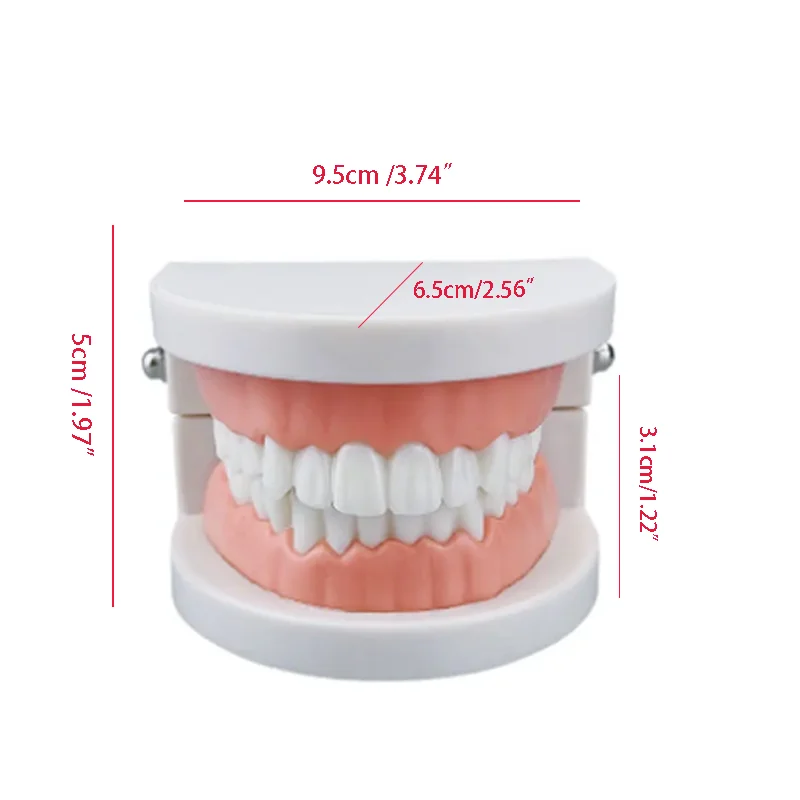 Dental Models Teeth Teaching Standard 1:1 Children's Teeth Brushin Dental Display Medical Teaching Model Supplies