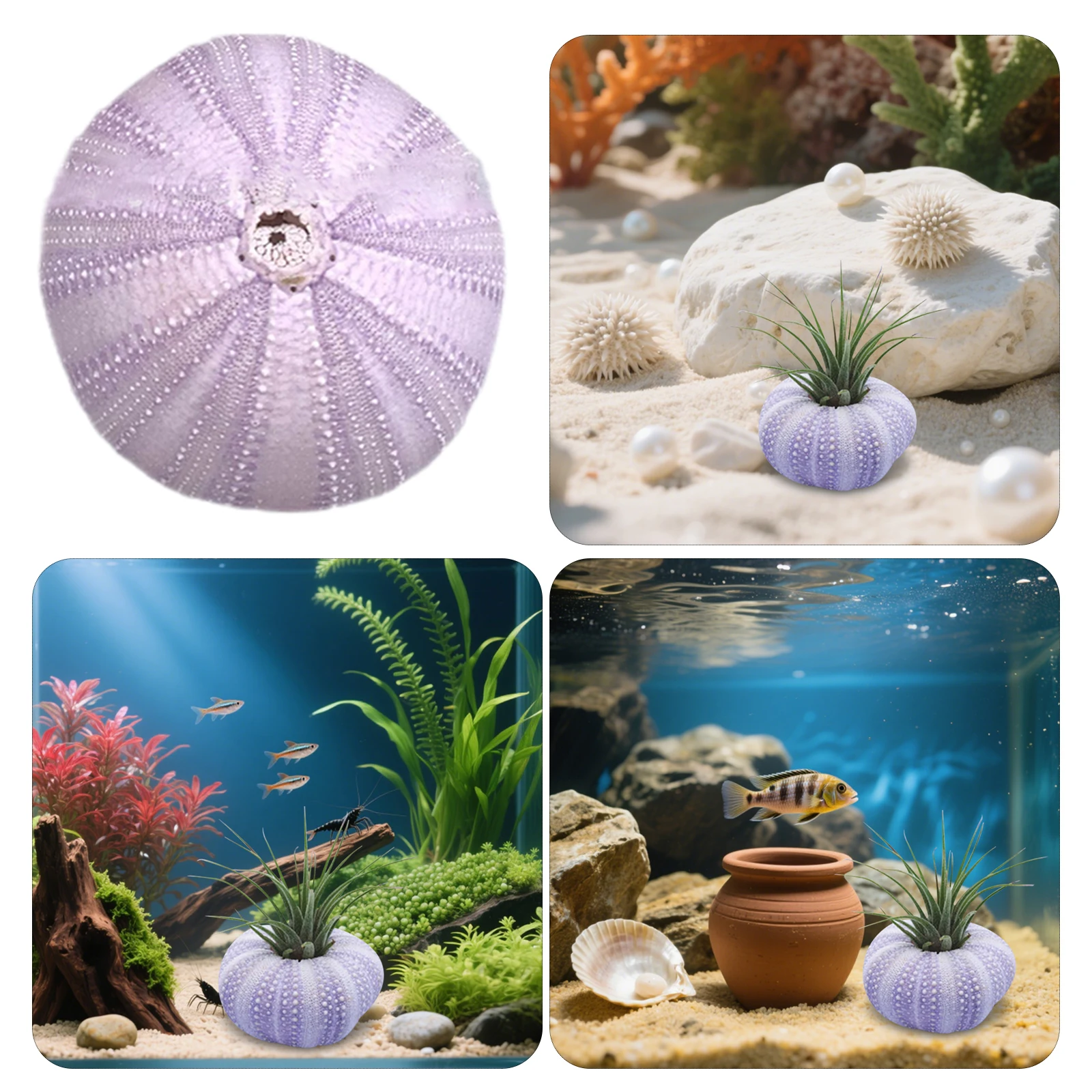 6 pezzi di conchiglia di ricci - Aquarium Fish Pot recensione e prezzo