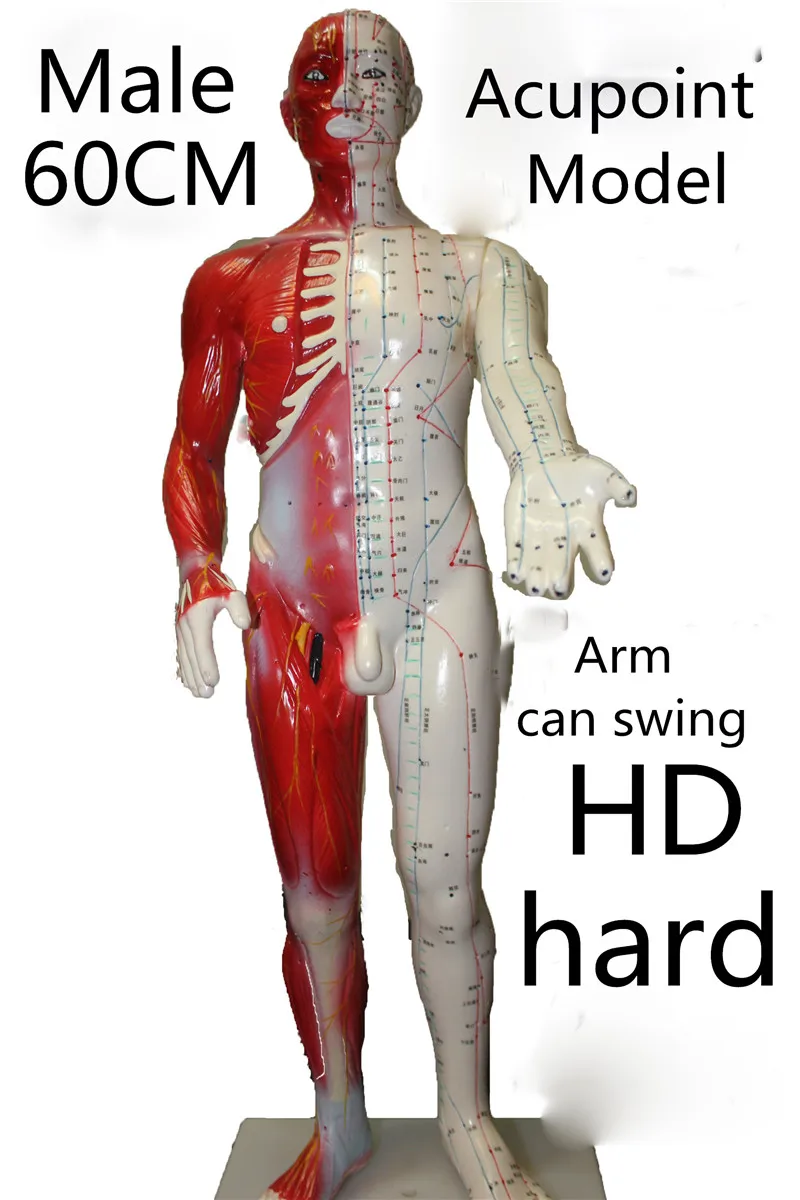 HD hard 60 cm Male Human Acupuncture Acupoint Model Muscle Anatomy Human Body Acupuncture Point Model Human Acupoints Model