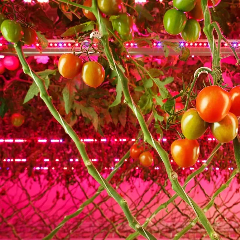 

Sinowell Efficacy up to 3.3 Umol/J 100 Watt Led Grow Light Strips for Plants