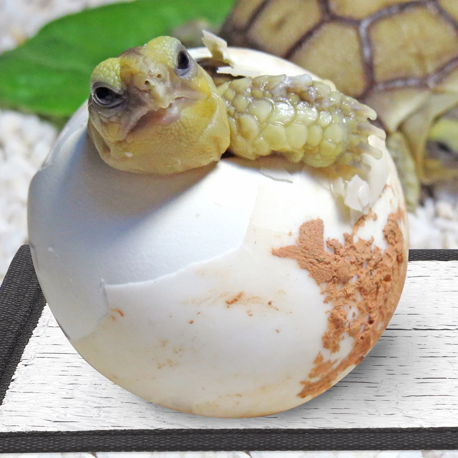 

2pcs Heating Pad For Pets Winter Warming Reptile Insulation Sleep Mat Terrarium Under Tank Heater Pet Heat Mat For Lizard Snake