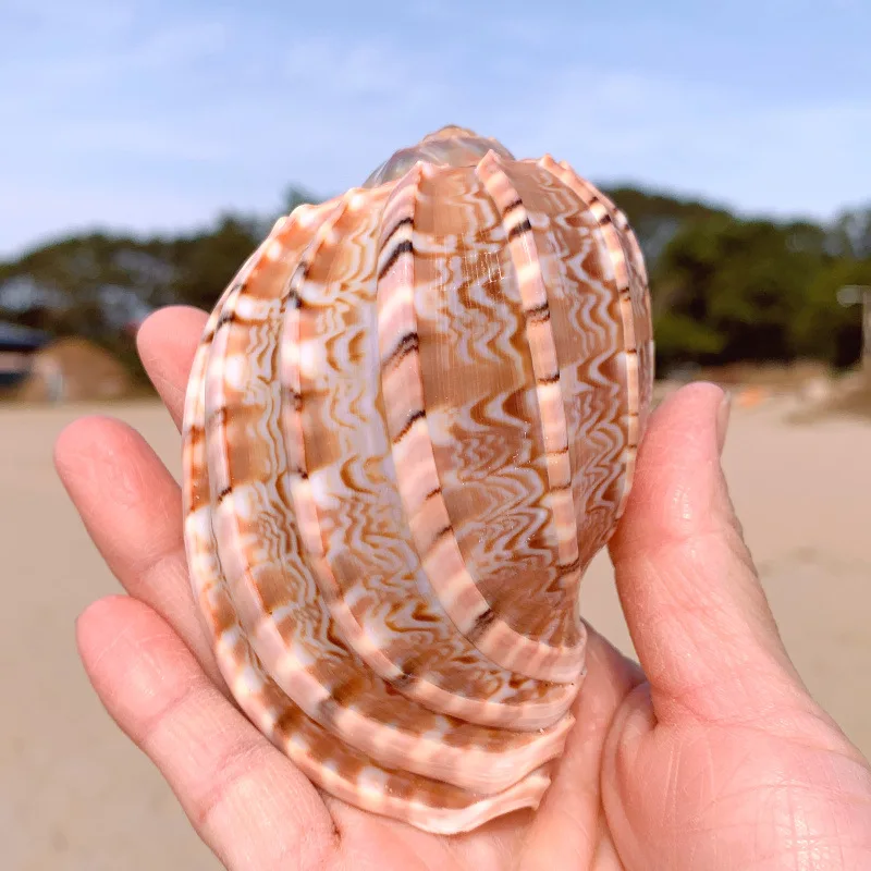 Ornements de coquillage de conque méditerranéen, harpe impériale, ermite, coquilles de crabe, aménagement paysager d'aquarium, ornement de pot de fleur succulent, poisson précieux