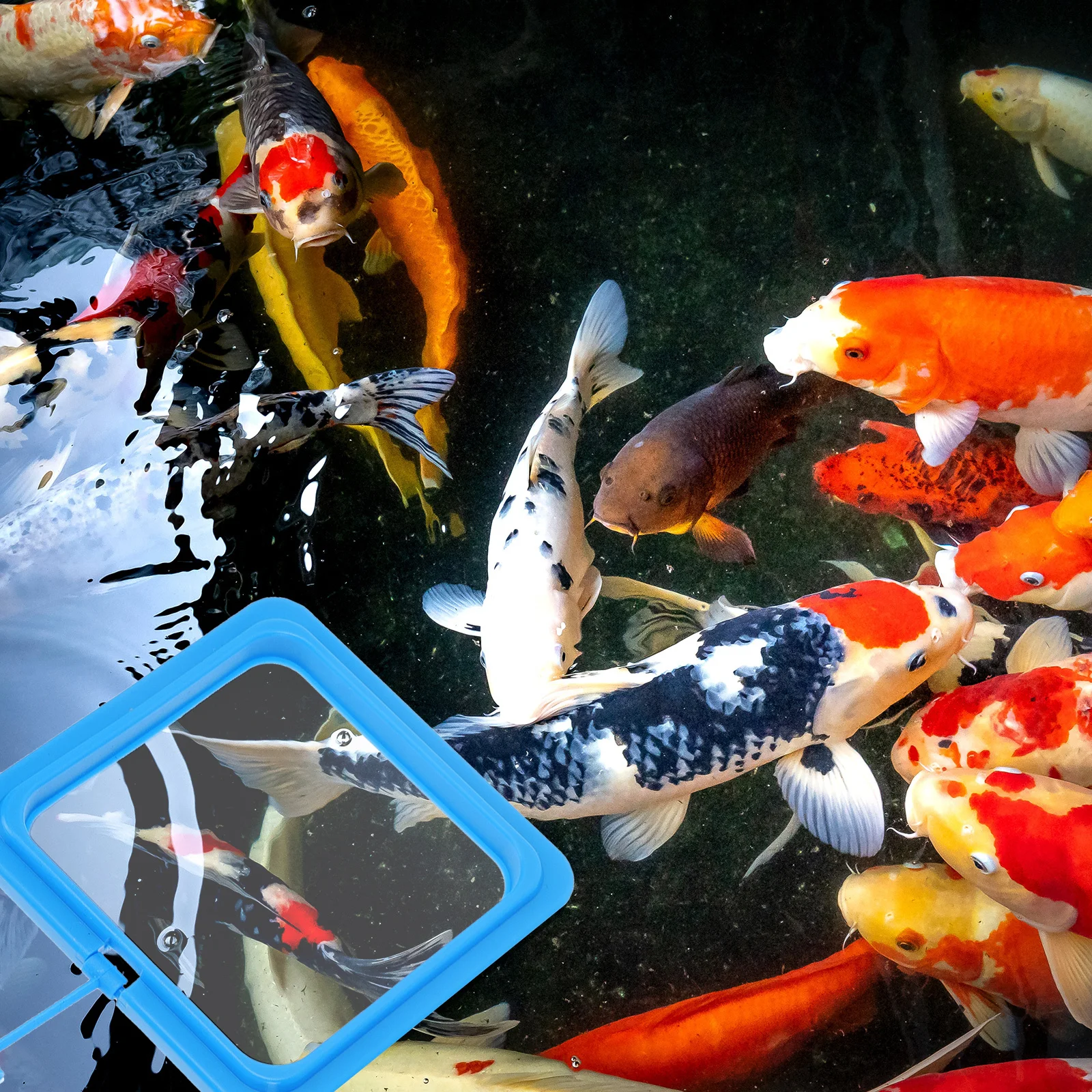 

2Pcs Fish Feeding Rings for Aquarium Suction Cup Floating Food Dispenser Fish Feeder Tank Wall Feeder Floating Feeding Rings