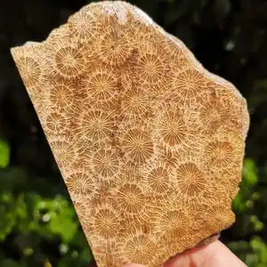 Natural Coral Jade Slab Polished Freeform Irregular Slice Unique Pattern Gemstone for Jewelry Making Home Decor