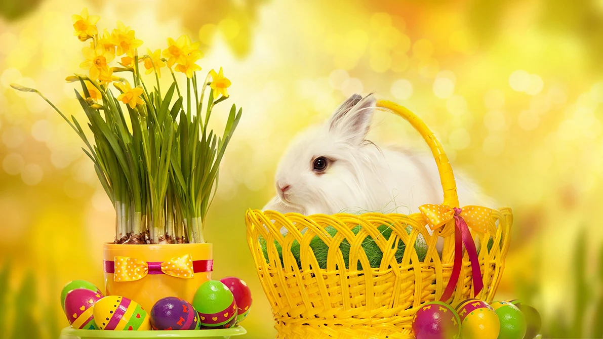 Portrait de bébé mignon lapin de Pâques, panier d'oeuf, joli décor de vacances, ciel bleu, pelouse verte, fond de studio photo, enge