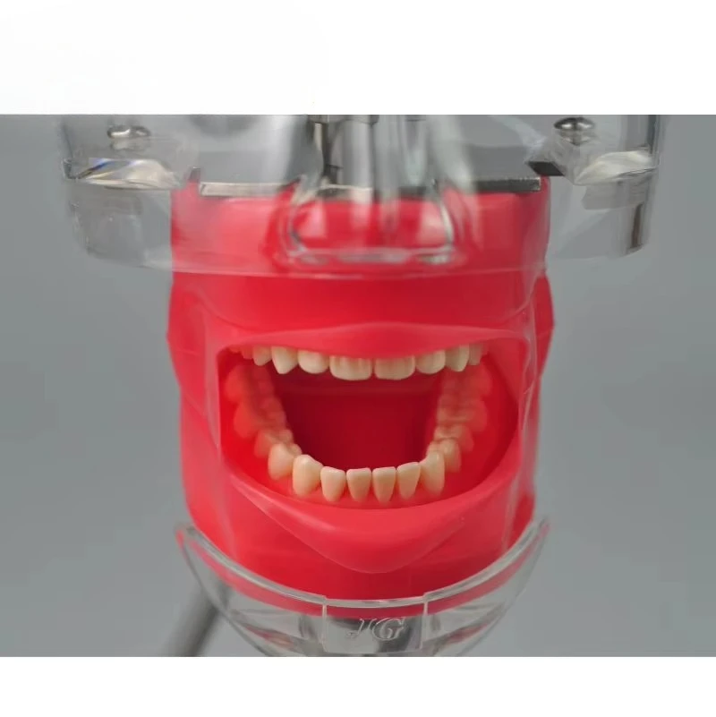 Dentals simulation head model, dentals model, dentals model head