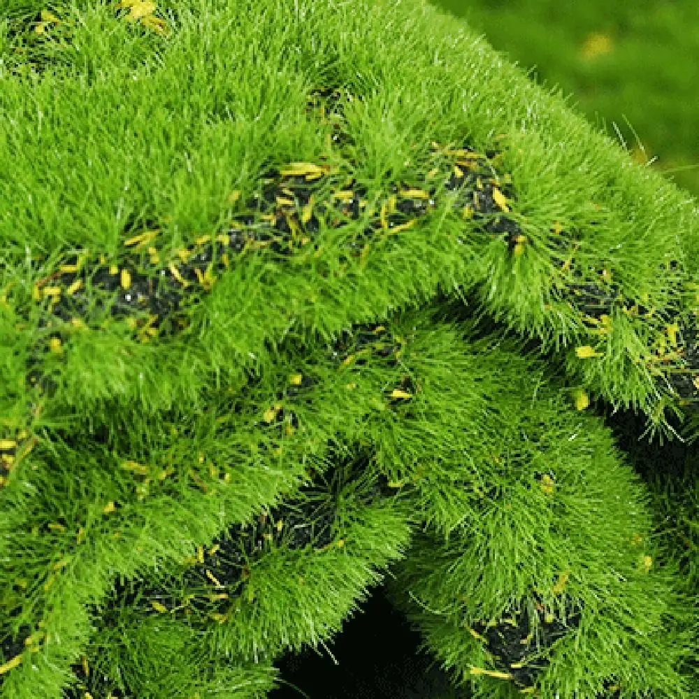 Artificial Plants DIY Fake Moss Grass Turf Durable Lifelike Simulation Moss Sheet Green 50*50cm Artificial Moss Carpet Gardens
