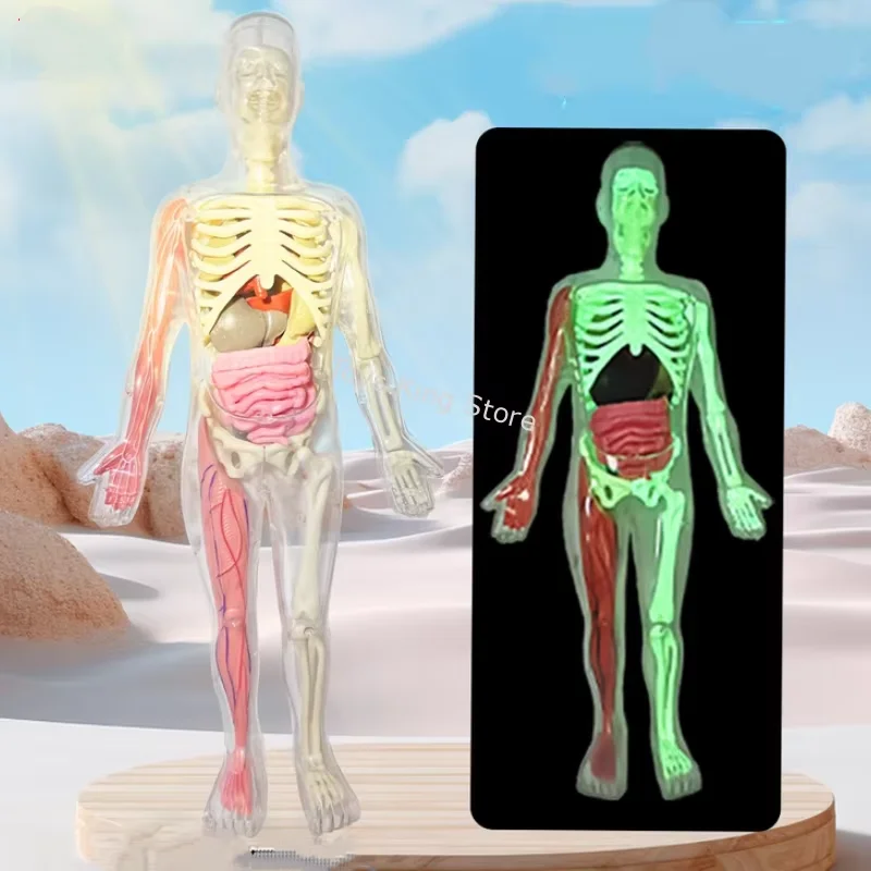 ثلاثية الأبعاد لتقوم بها بنفسك عارضة أزياء مضيئة جسم الإنسان نموذج الجذع التعليمية الجمعية تعلم الاطفال اللعب الهيكل العظمي تشريح الجهاز تعليم أداة #1