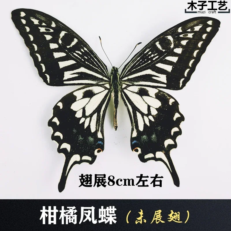 29PCS Real Butterfly Specimens Without Spreading Wings DIY Practice Making Materials