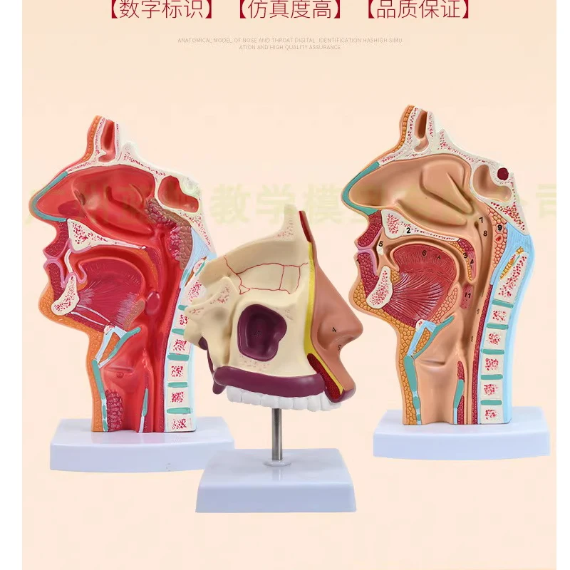 

Anatomical model of human nasal cavity, nose model, otolaryngology model, pathological changes of nasal cavity, nose, throat and