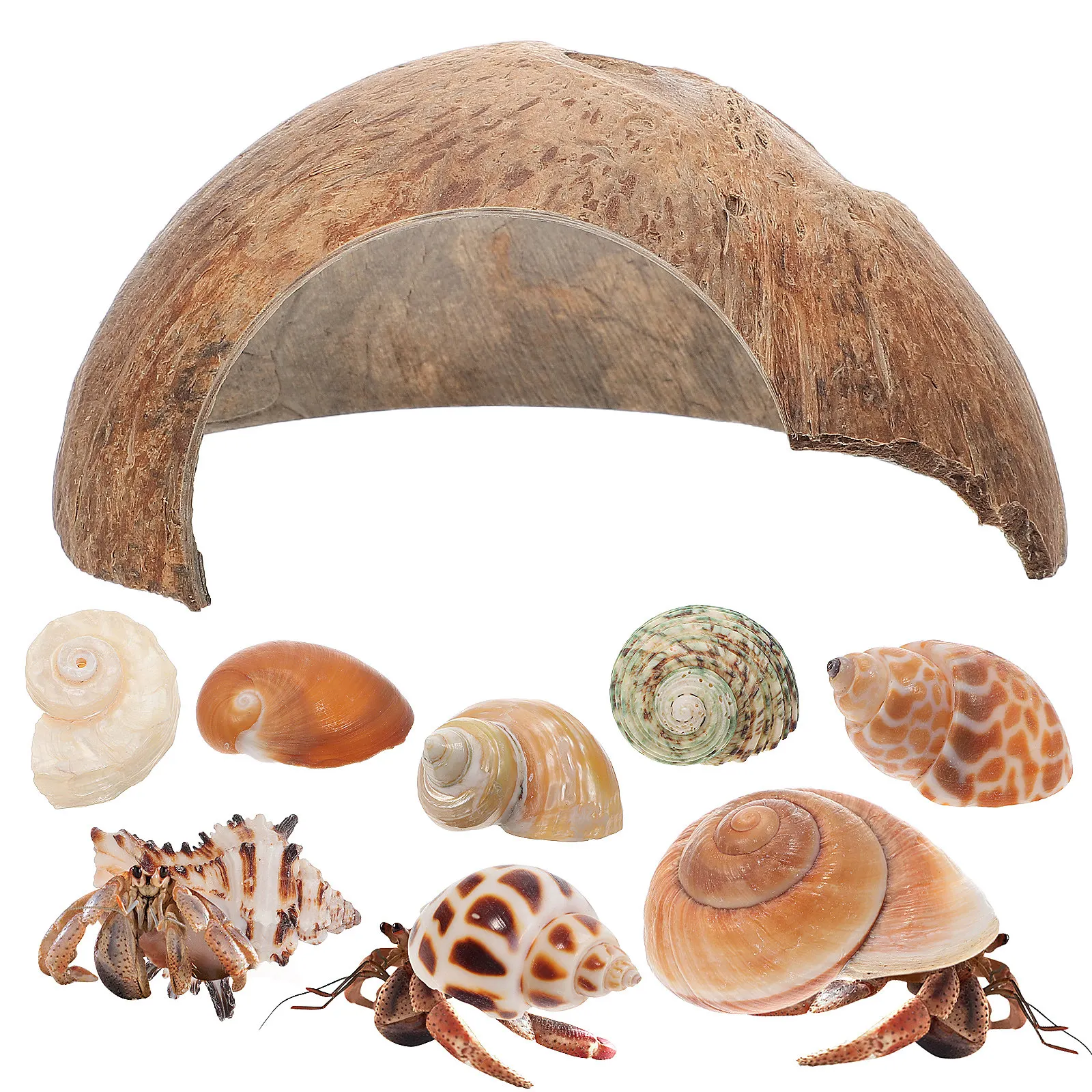 1Set Natural Coconut Shell Hermit Crab Shells Hideout Cozy Semi-Circular Reptile Hide Cave Habitat for Geckos Turtles Fish