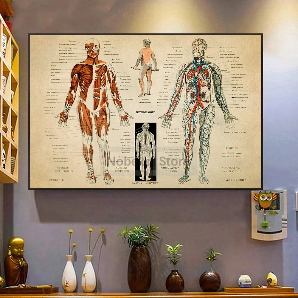 Human Anatomy Retro Poster Muscular Skeleton Chart Medical Anatomy Illustration Prints Canvas Wall Art Pictures Home Room Decor