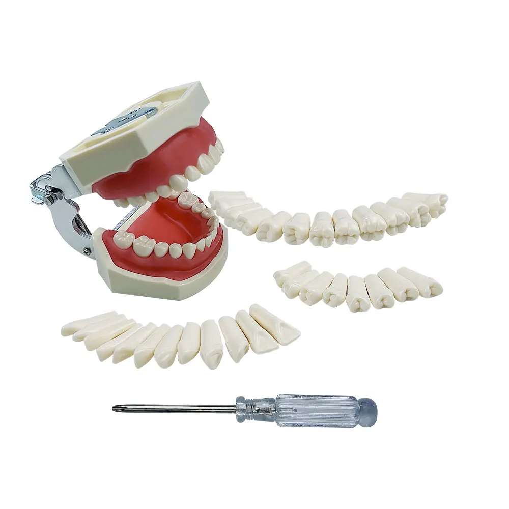 Dental Typodont Teeth Model Denture Practice Tooth For Nissin Dentist Teaching Accessories Removable Individual Screw in Resin