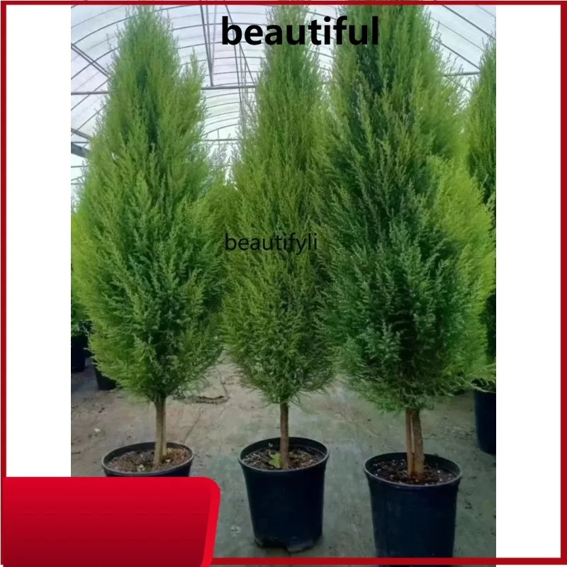 

Fragrant Classic Style Pine Potted Christmas Tree Living Room Courtyard Balcony Four Seasons Evergreen Cold-Resistant Green H