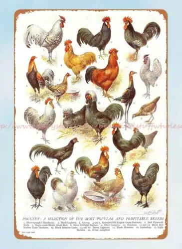 bar art poultry hens chickens most popular profitable breeds metal tin sign