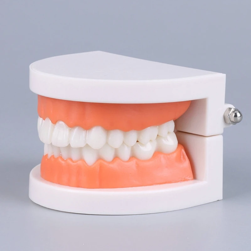 Standard Typodont Demonstration Denture Model for Kids Dental Teaching Education Dropship