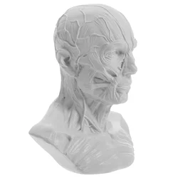 Premium Resin Delicate Anatomy Skull Head Muscle Statue Fine Craftsmanship High Grade Material Creative Craft nament Home Decor