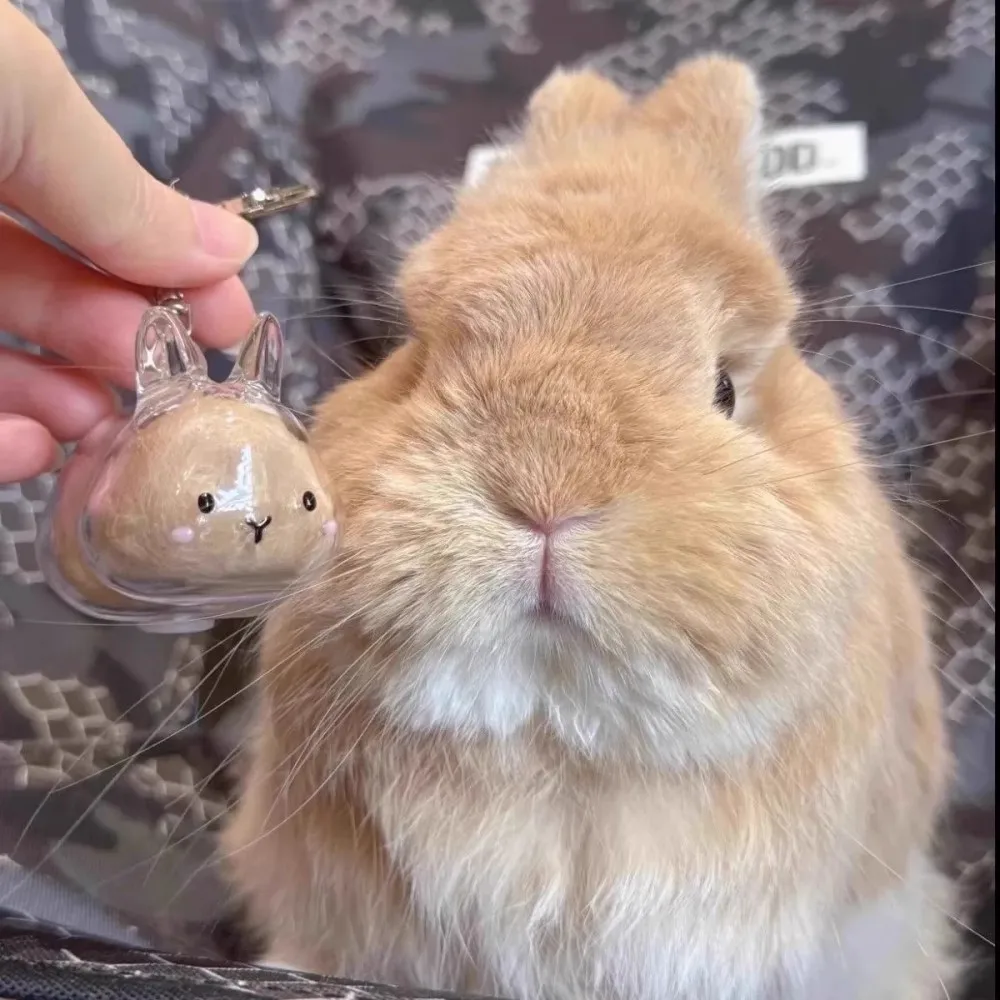 Transparent Rabbit Hair Storage Keychain Pendant Rabbit Shaped Pendant Backpack Hanging Decoration Keychain