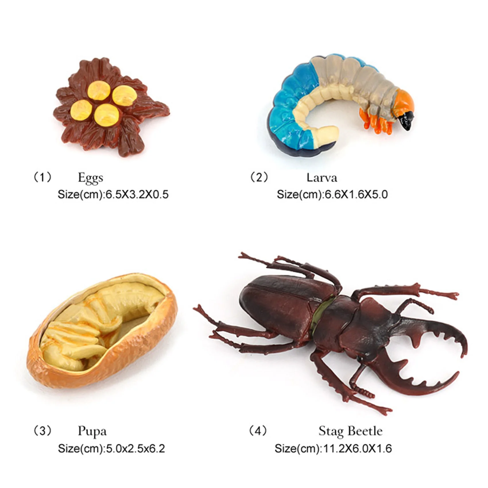 Stag Beetle Animal Life Cycle,Animals Growth Cycle Life Cycle Model,Insect Growth Cycle Model Educational Kids Toys G