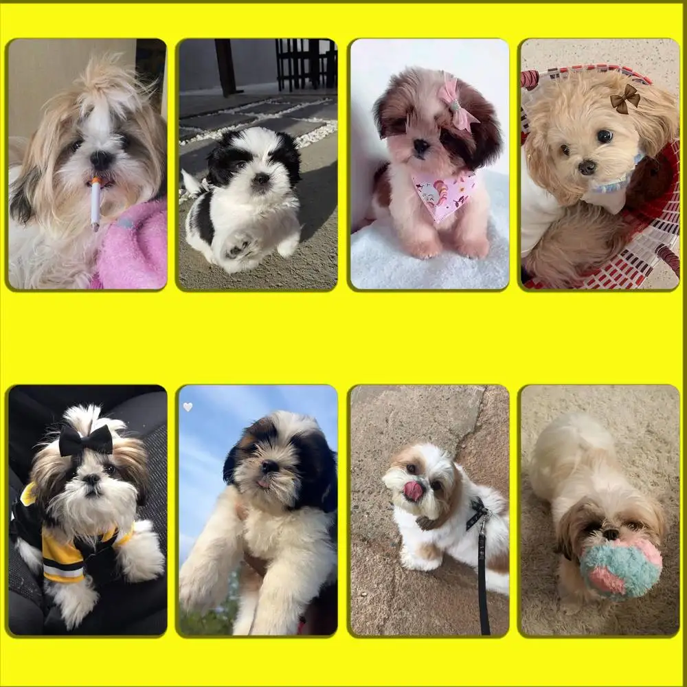 

Pet Shih Tzu Puppy Dog Card Stickers For Debit Bank Credit Cards Metro Bus Pass Sticker Decoration Cover 4PCS Card Skin