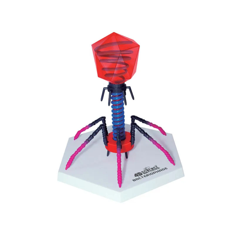 4D Vision Bacteriophage Model Biology Assembled Anatomical Model Medical Science Teaching Educational