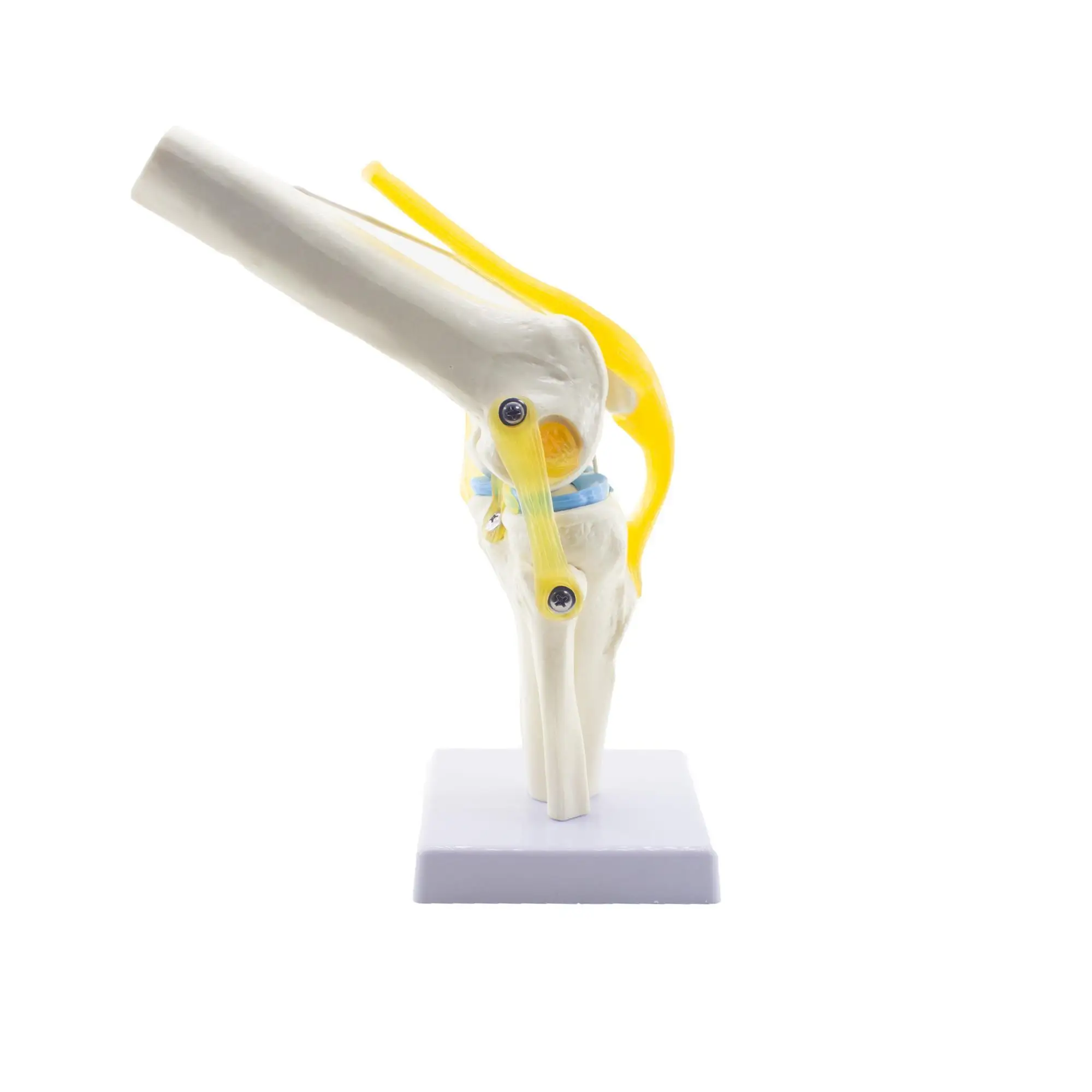 Knee Joint Anatomy Skeleton 28x8 Cm Joint Model With Ligaments Medical Science Teaching Supplies