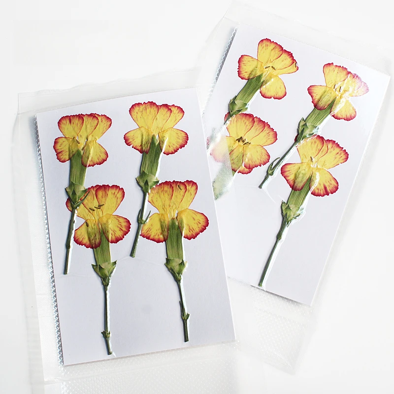 Natur geprägte Polystyrol Nelke, neue primäre getrocknete Blume DIY Epoxy Handytasche Blumen Lesezeichen Hochzeitsdekoration, 4 Stück – Detail 6