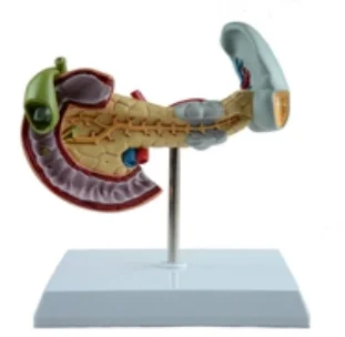 Pancreas, Spleen, Duodenum Lesion Model Human Anatomical Medical Duodenal Pathological Simulator Educational Assistance Equipmen