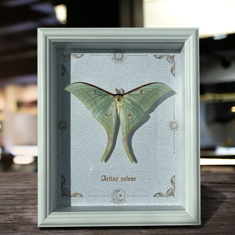 Short-tailed silkworm moth real moth specimen decorative painting niche handmade finished ornament