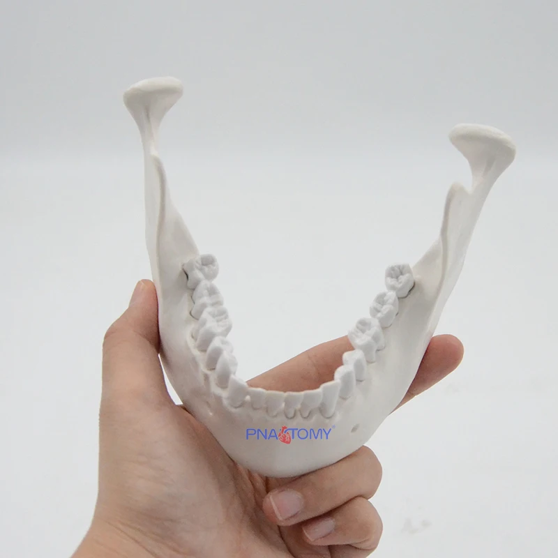 Life Size Adult Lower Jawbone Model Mandible Anatomy Inferior Maxilla Anatomical Tool Medical Gift Teaching Resources Education