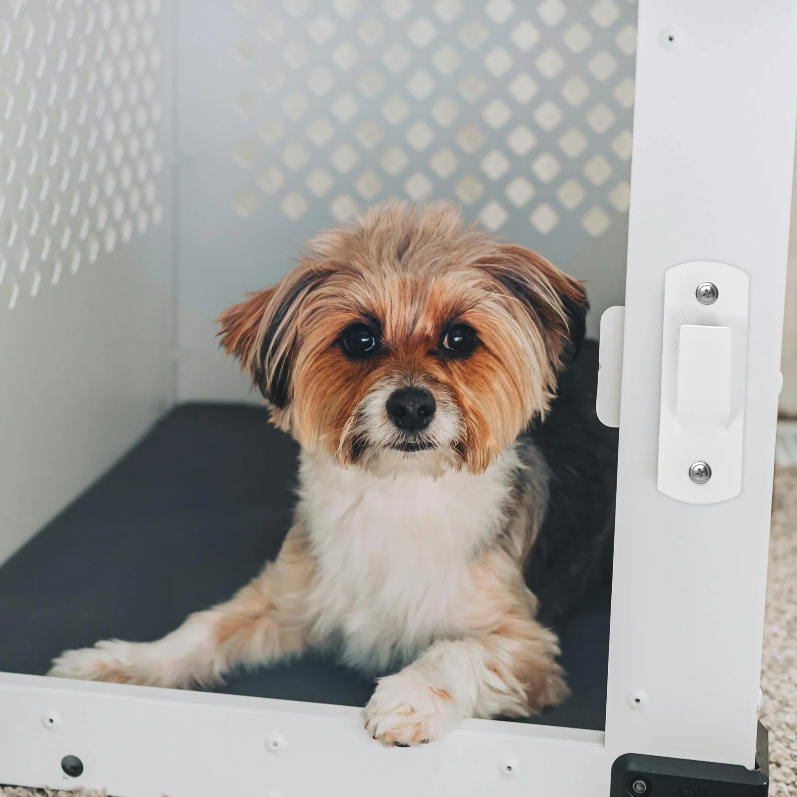 

Раздвижная защелка из нержавеющей стали для домашних животных, сверхмощная дверная пряжка, металлические замки для сарая, забора, ворот, сарая, гаражное оборудование