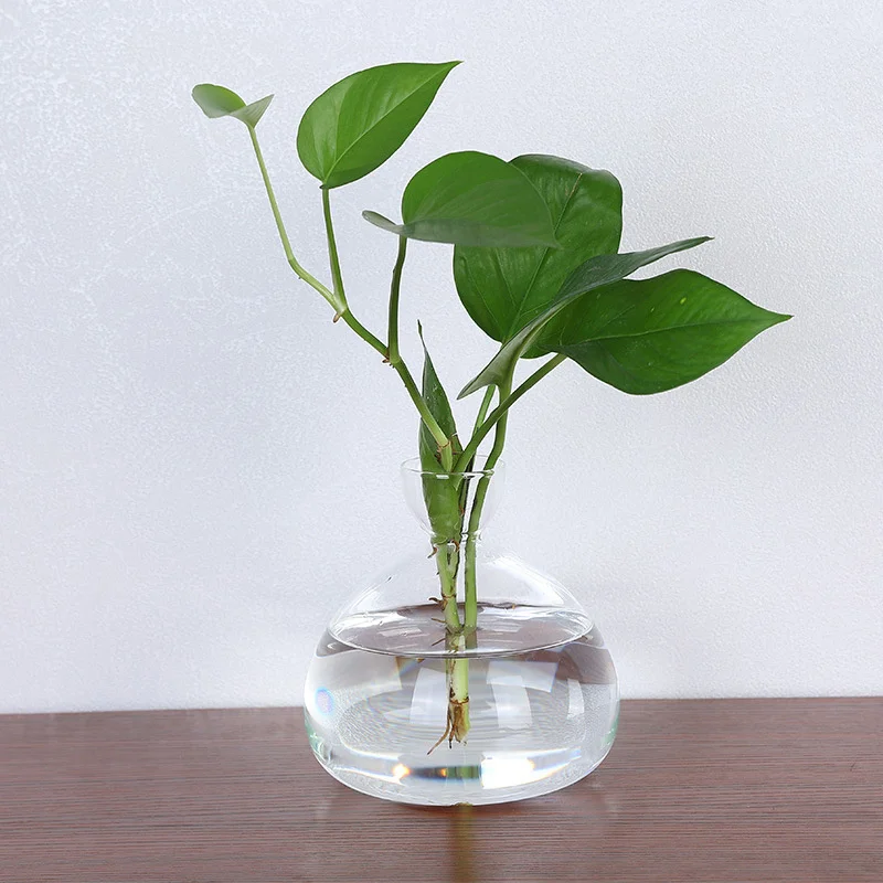 New transparent glass vase for planting avocado seeds, container for gardening tools and accessories