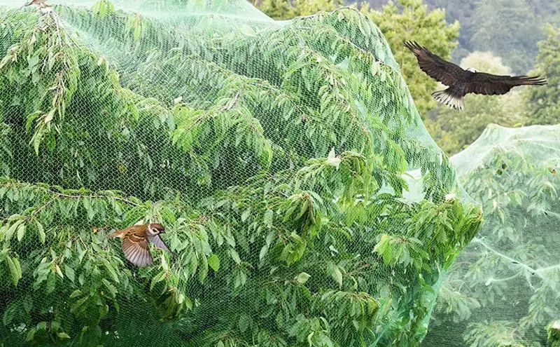 Filet à mailles anti-oiseaux pour le jardinage, protège les plantes, les cerfs, les oiseaux, les chips, les lapins