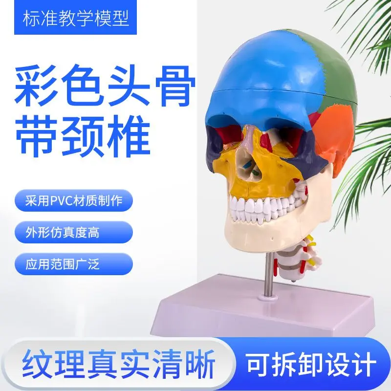 modello-da-colorare-con-teschio-umano-per-adulti-modello-di-separazione-sessuale-con-teschio-colorato-colorazione-della-colonna-vertebrale-cervicale-distinguish-22-aree