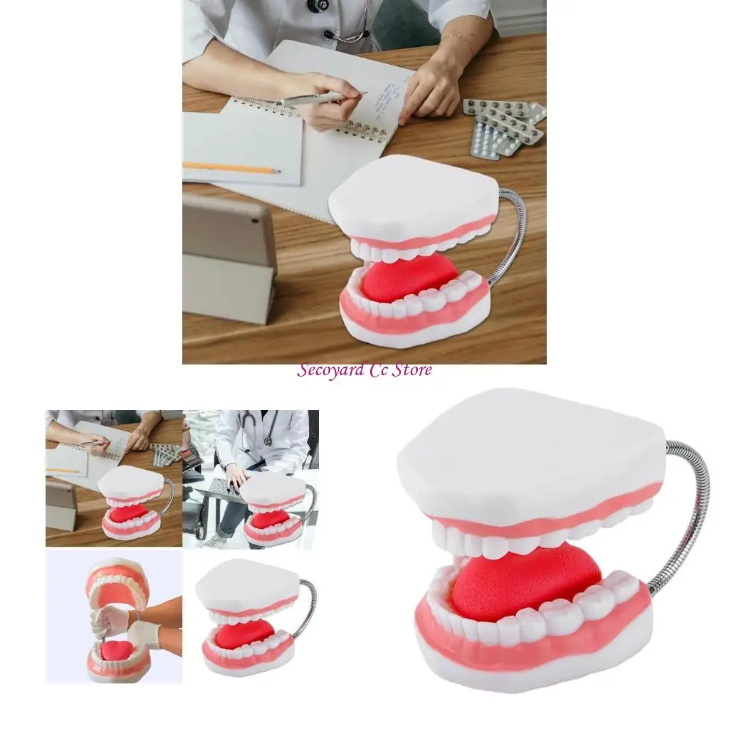 

N3UC Человеческие зубы модели со съемным языком для ученика увеличено анатомическая модель языка для студента для демонстрации в