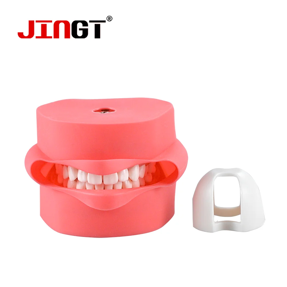 

JINGT Dental Technician Practice Training Jaw Typodont Standard Dental Model Teeth Teaching Model With Soft Gum