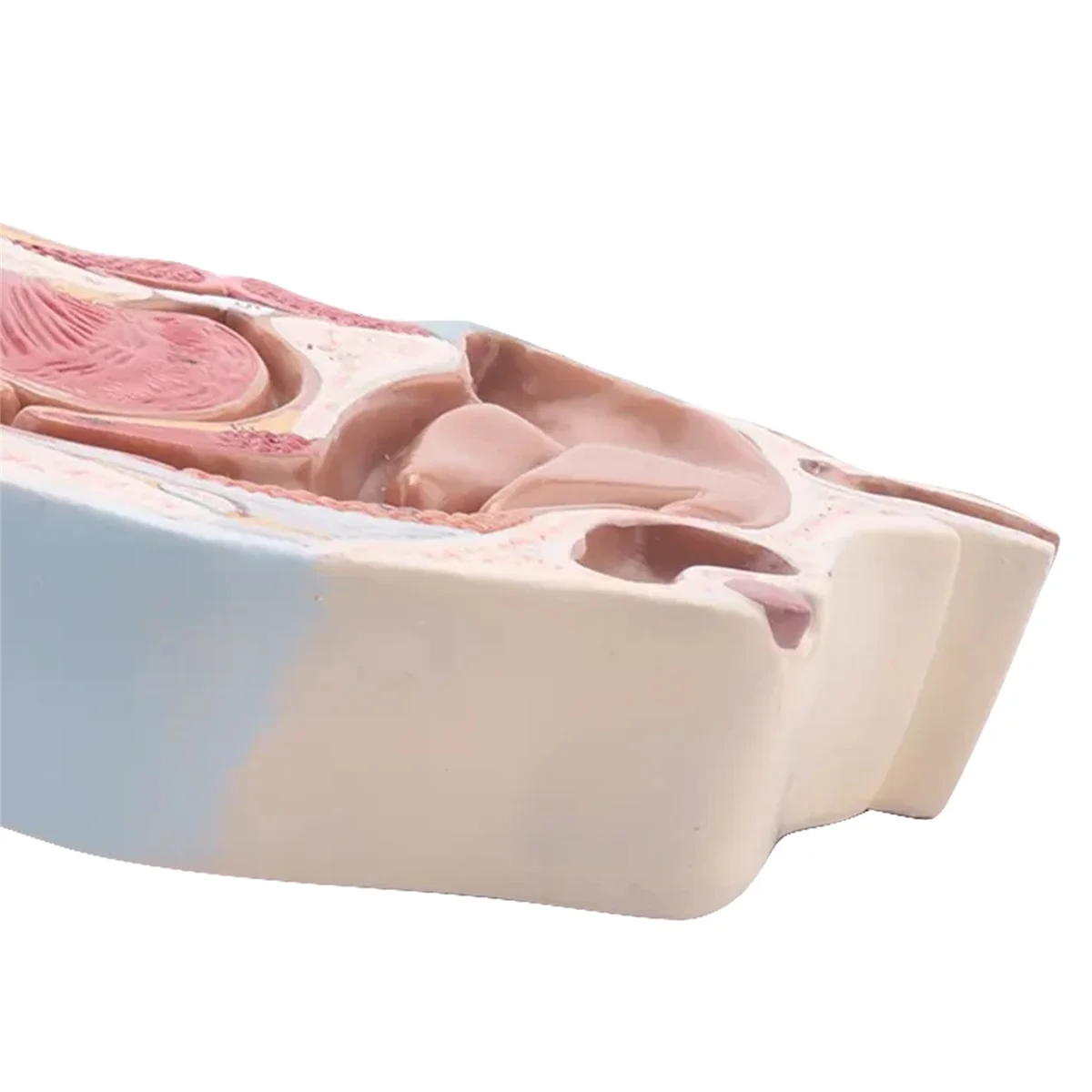 Human Anatomical Nasal Cavity Throat Anatomy Model For Science Classroom Study Display Teaching Model