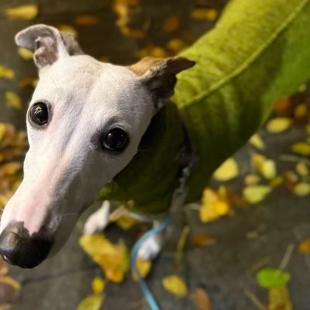 Dickes grünes Fleece-Sweatshirt für Whippet-Hunde im Winter. Warmer 2-beiniger Ärmel-Kopfwärmemantel mit hohem Kragen für italienischen Windhund – Detail 7