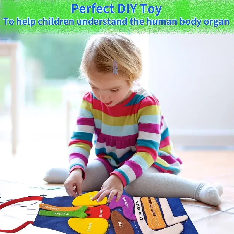 3D Organ Apron, Human Body Organs Apron Awareness Educational Tool Toy for Anatomy Kids, Costume Plush Stuffed Viscera Aid