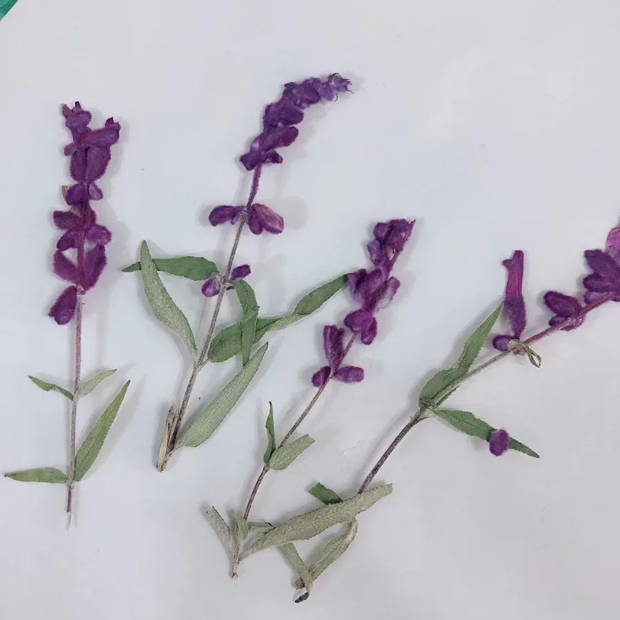 120pcs Pressed Dried 10-15cm Salvia Splendens var.atropurpura Stalk Plant Herbarium For Jewelry Phone Case Postcard Bookmark DIY