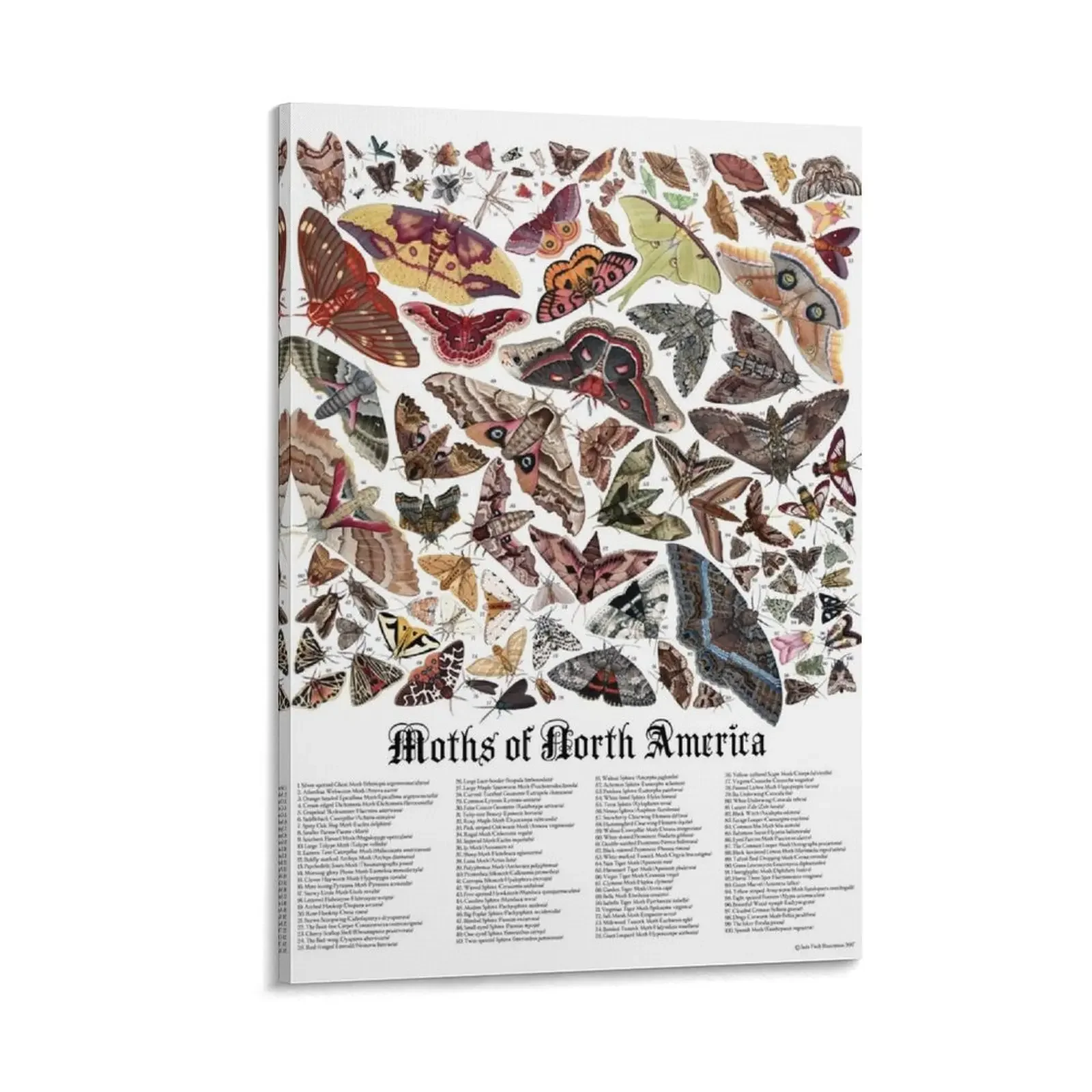 

Moths of North America Canvas Painting photos for living room posters vintage home decor