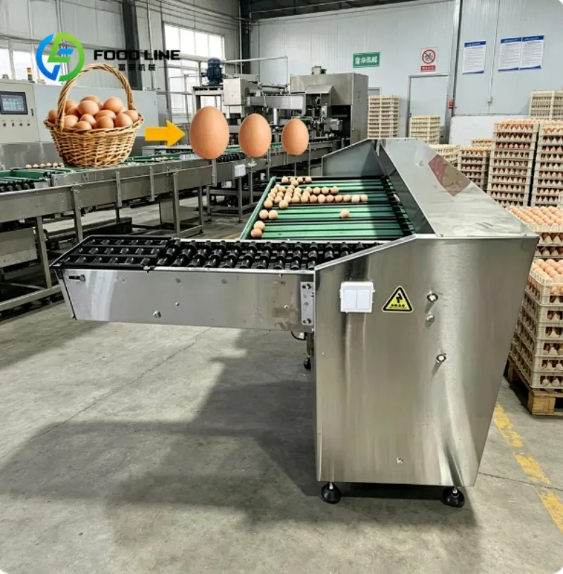 Egg Sorting Equipment Automatic Egg Grading Machine for Poultry Industry and Food Processing