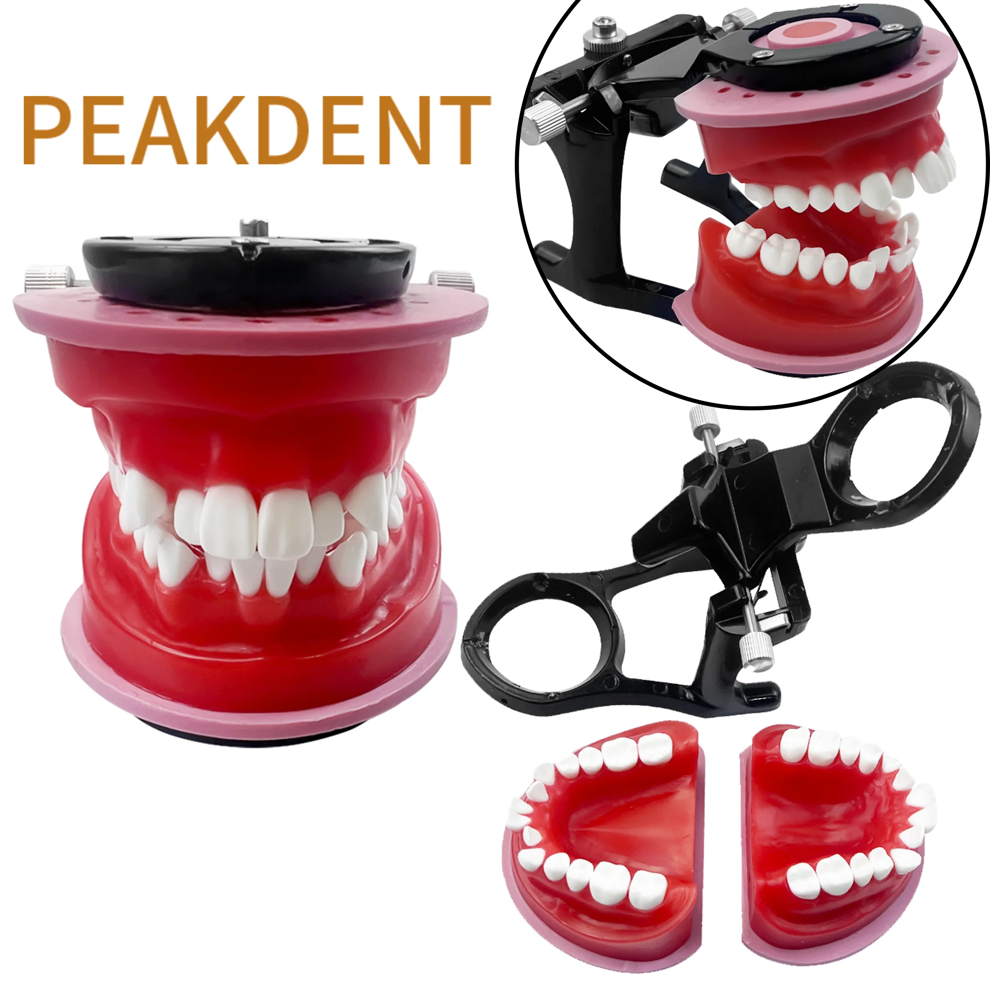 1Pcs Dental Orthodontic Practice Model Red Wax Gum Malocclusion Tooth Teaching Teaching Accessories False Teeth Educational Tool