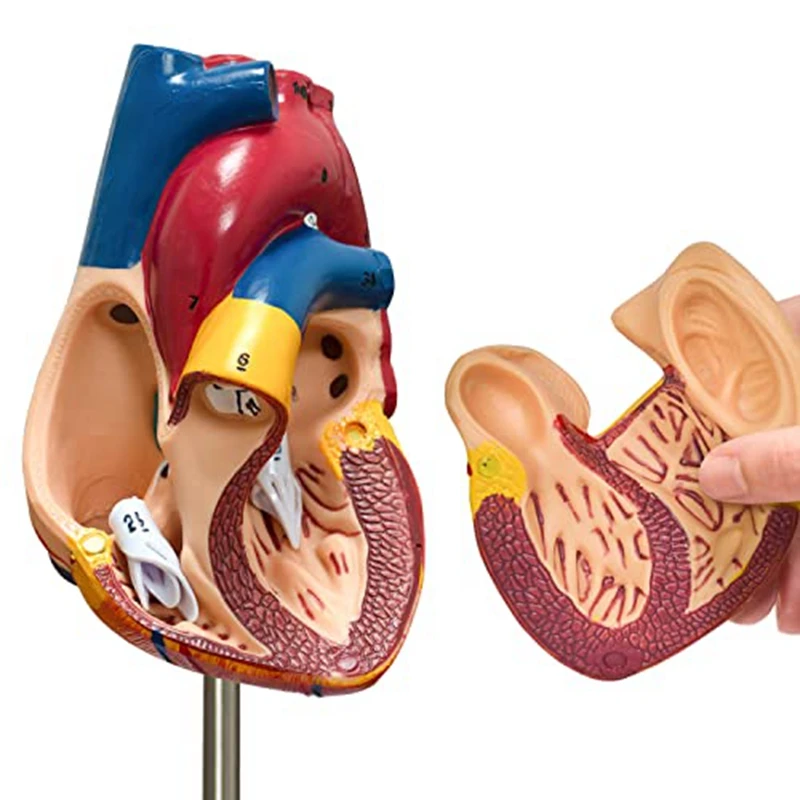 Plastic Heart Model 2-Part Deluxe Life-Size Human Heart Model Anatomy With 34 Anatomical Structures, Anatomical Heart