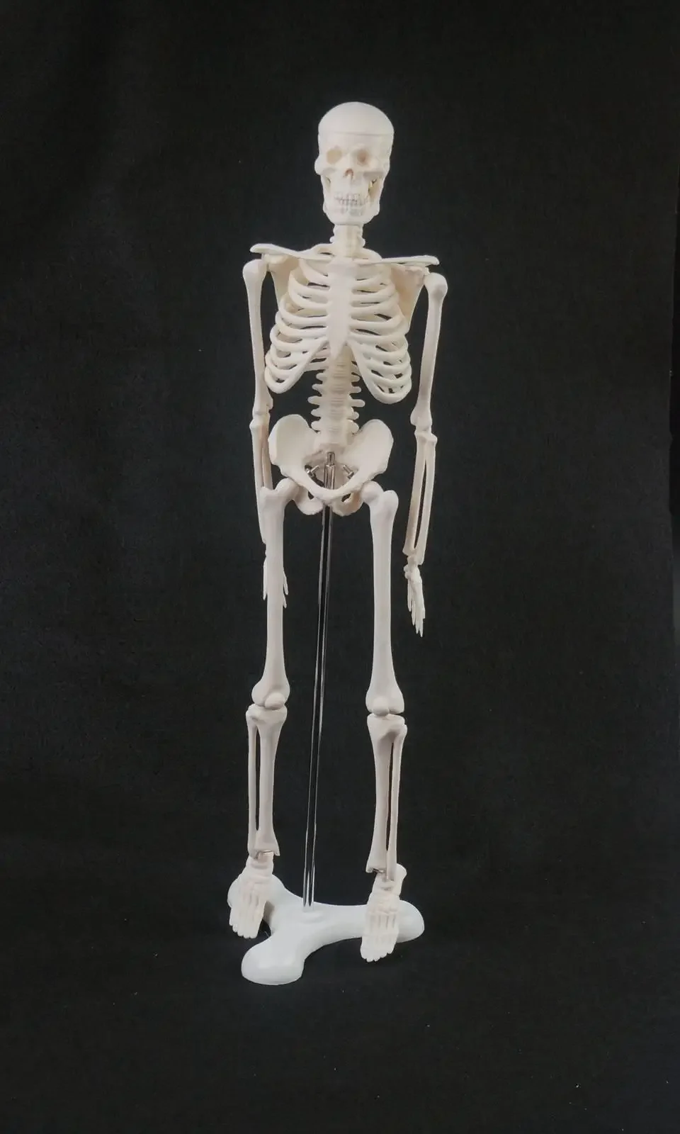 45CM Human Anatomical Anatomy Skeleton Model Medical  Poster Medical Learn Aid