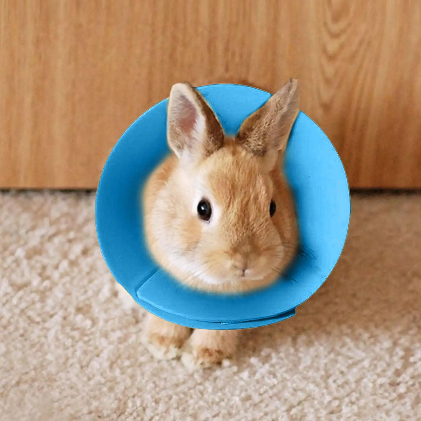 Bird Cone Collar Soft Cat Recovery Neck Cone Collar Small Animals Protective Neckwear For Parrot Daily Travel Bunny Ferret view 2